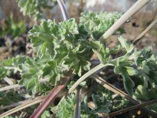 Wormwood (Absinthii herba)