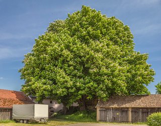 Aesculus hippocastanum