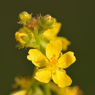 Agrimony (Agrimoniae herba)