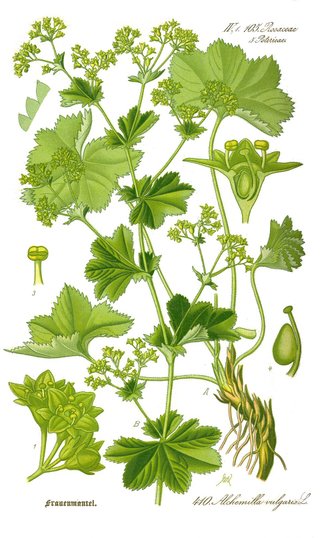 Alchemilla vulgaris