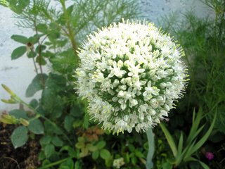 Allium cepa