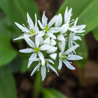 Allium ursinum