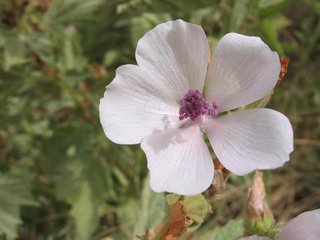 Althaea officinalis