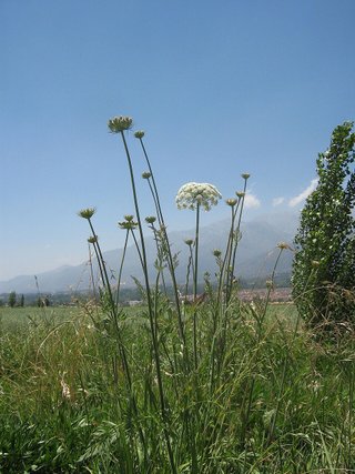 Ammi visnaga