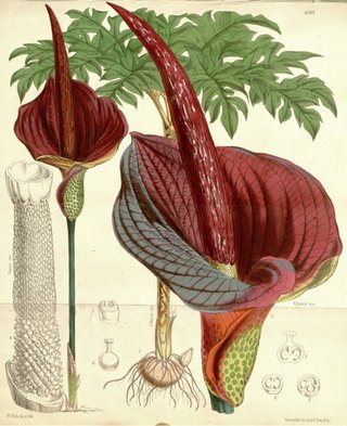 Amorphophallus konjac