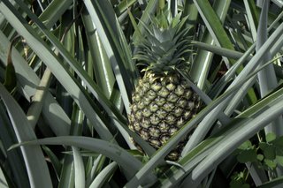 Ananas comosus