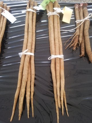 Burdock Root (Arctii radix)