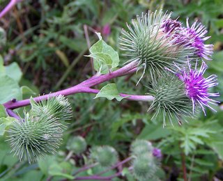 Arctium lappa