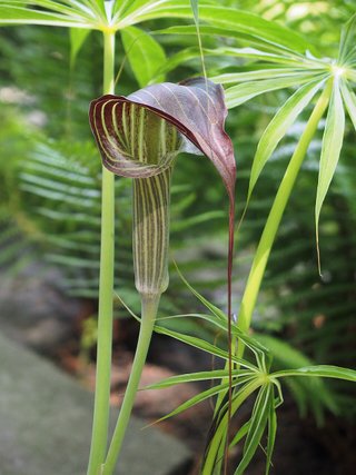 Arisaema erubescens