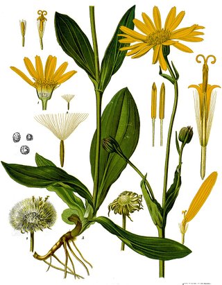 Arnica montana