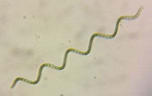 Arthrospira platensis