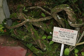 Banisteriopsis caapi