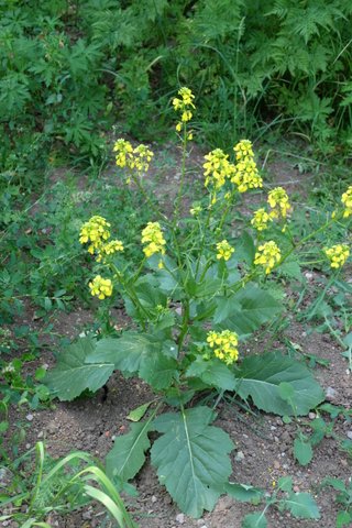 Brassica nigra