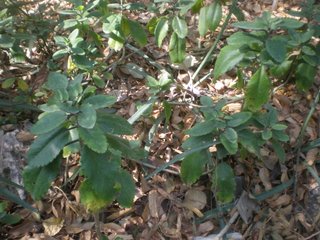 Bryophyllum pinnatum