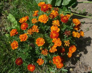 Marigold (Calendulae herba)