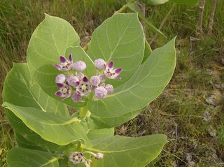 Calotropis procera