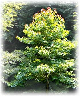 Camptotheca acuminata