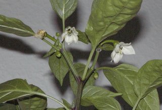 Capsicum (Capsici fructus)
