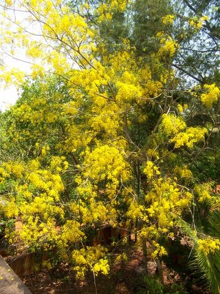 Cassia fistula