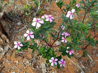 Catharanthus roseus
