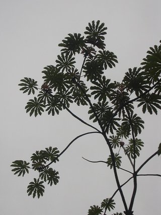 Cecropia obtusifolia