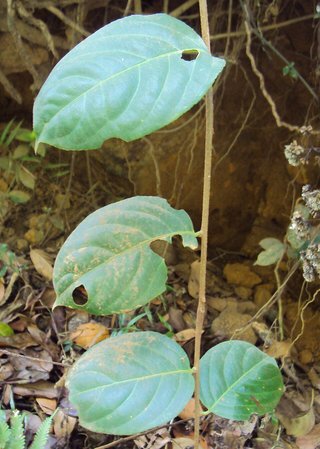 Celastrus paniculatus