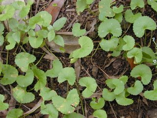 Centella (Centellae asiaticae herba)