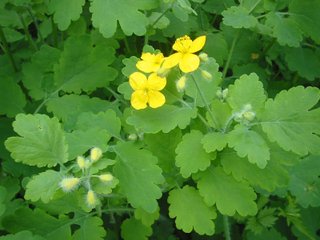 Greater Celandine (Chelidonii herba)