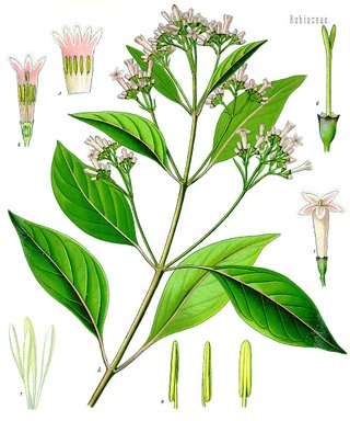 Cinchona officinalis