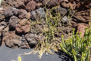 Cissus quadrangularis