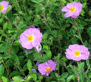 Pink rock-rose (Cisti cretici herba)
