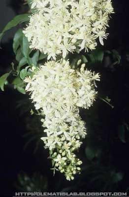 Clematis chinensis