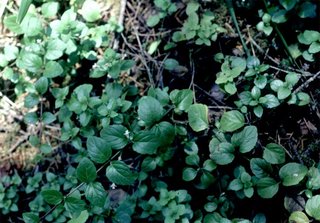 Clinopodium douglasii