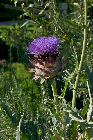 Cynara scolymus