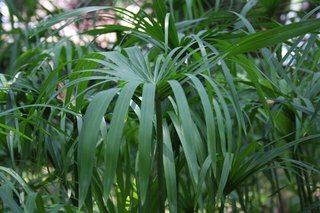 Cyperus scariosus