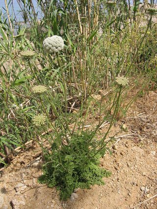 Daucus carota