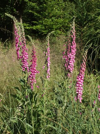 Digitalis purpurea