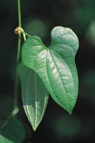 Dioscorea polystachya