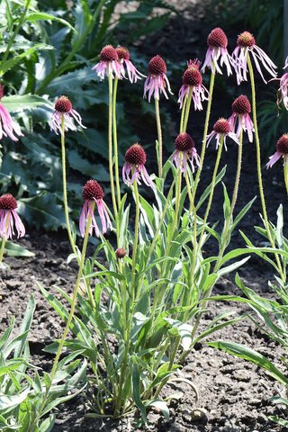 Echinacea angustifolia