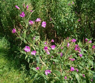 Willow herb (Epilobii herba)