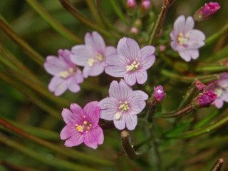 Epilobium parviflorum