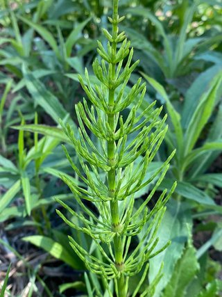 Equisetum arvense