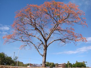 Erythrina verna