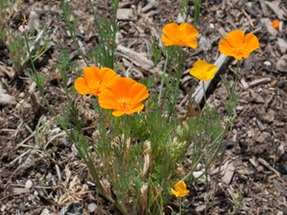 California poppy (Eschscholziae herba)