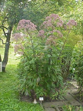 Eupatorium purpureum