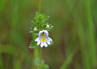 Euphrasia officinalis