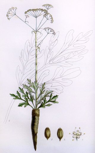 Ferula assa-foetida