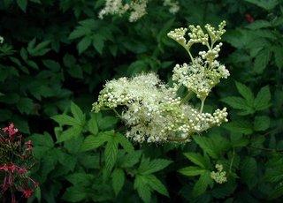 Meadowsweet (Filipendulae ulmariae herba)