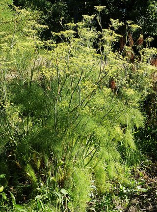 Foeniculum vulgare