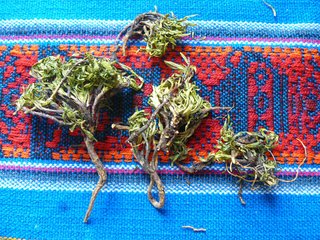 Gentianella alborosea